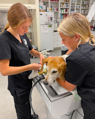 richmond, va veterinary hospital