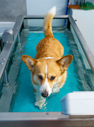 glen allen pet rehabilitation services
