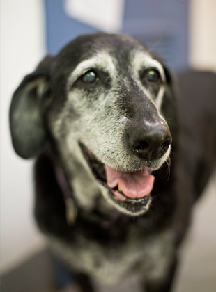 senior pet care in richmond, va