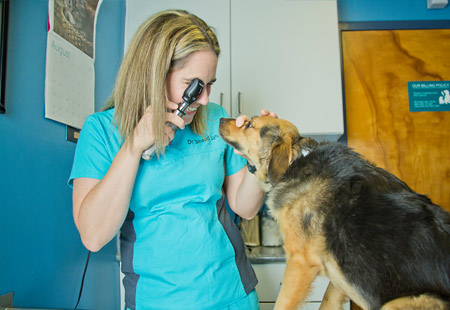 northside richmond pet wellness exam