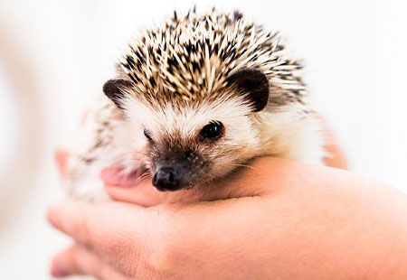 glen allen Exotic & Pocket Pet Care
